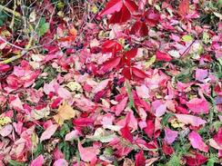 Herbstlandschaft der BAUR-Gruppe